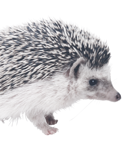 photo: hedgehog