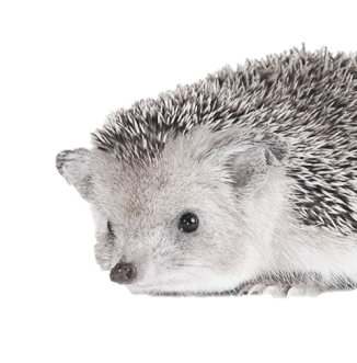 photo: hedgehog