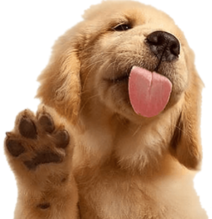 photo: photo dog