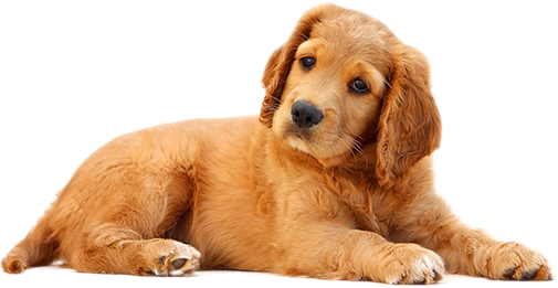 photo: dog photo