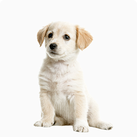 photo: dog-jenifer