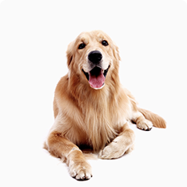 photo: dog-woody