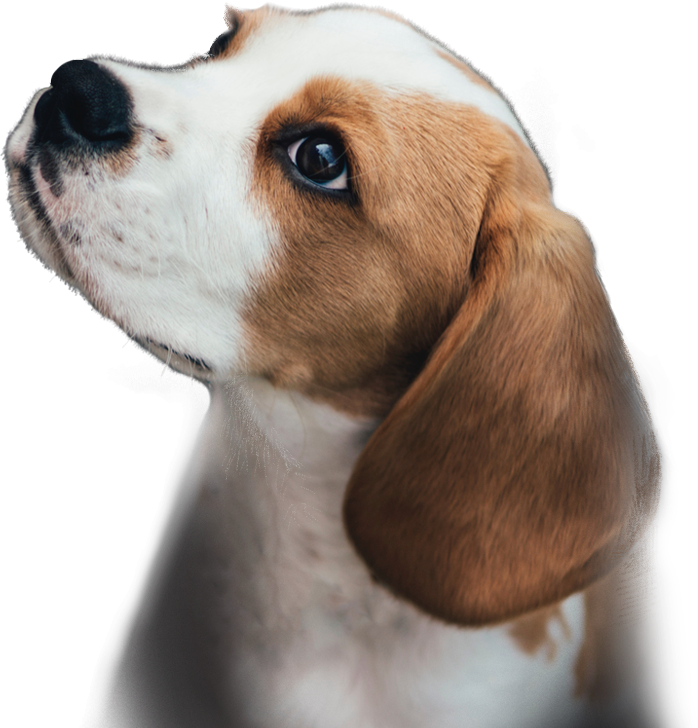 puppy-start